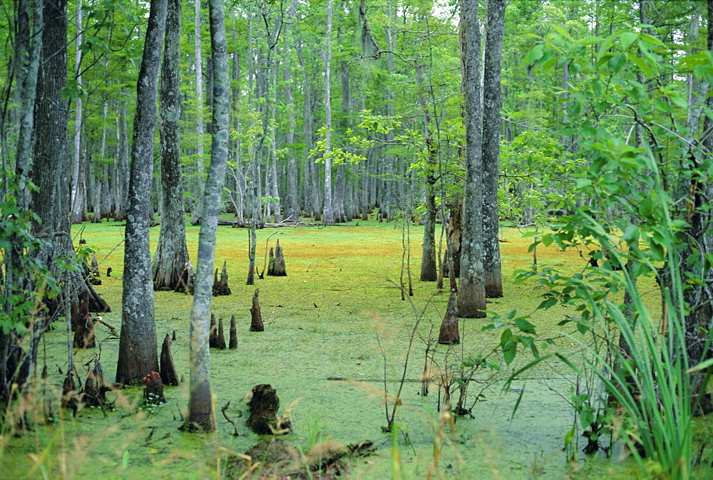 Atchafalaya Swamp near Gibson in the heart of 'Cajun Country', Louisiana, USA