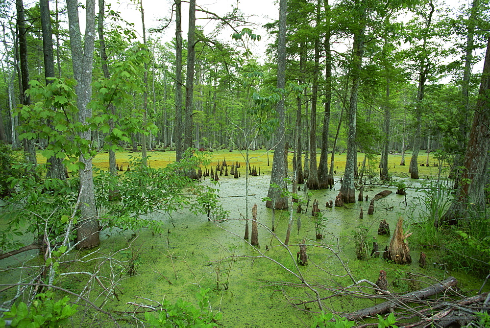 Atchofalaya Swamp in the heart of Cajun Country, near Gibson, Louisiana, United States of America, North America