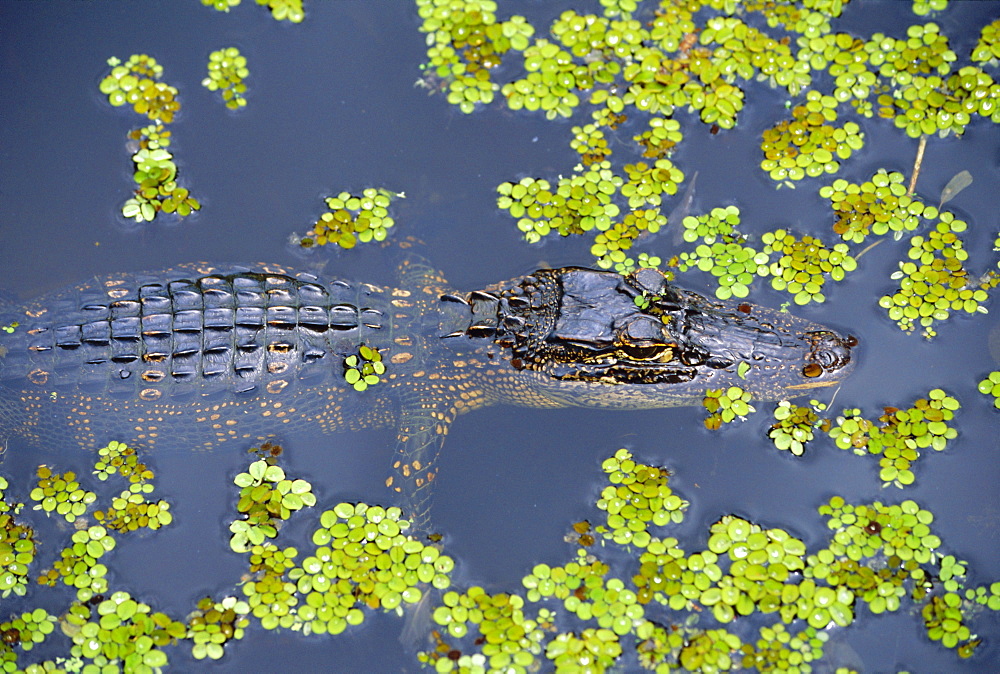 Juvenile alligator in swampland (bayou) at Jean Lafitte National Historical Park and Preserve, south of New Orleans, Louisiana, USA