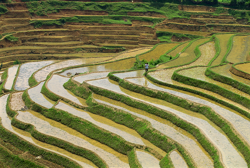 Farmer in terraced rice paddies at Longsheng in north east Guangxi, China, Asia