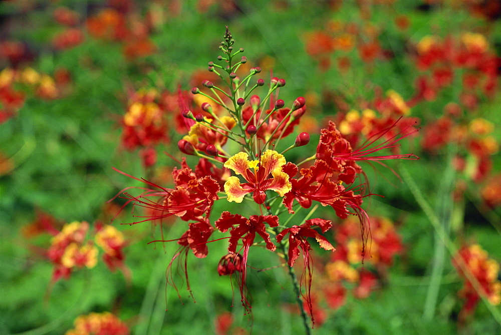 Close-up of red flowers on Pulau Manukan an island in Tunku Abdul Rahman Park, offshore of Kota Kinabalu, island of Borneo, northern tip, Sabah, Malaysia, Southeast Asia, Asia