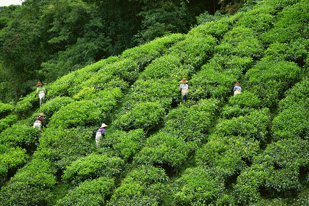 Tea pickers at the Sungai Palas Estate, Cameron Highlands, Perak, Malaysia, Southeast Asia, Asia