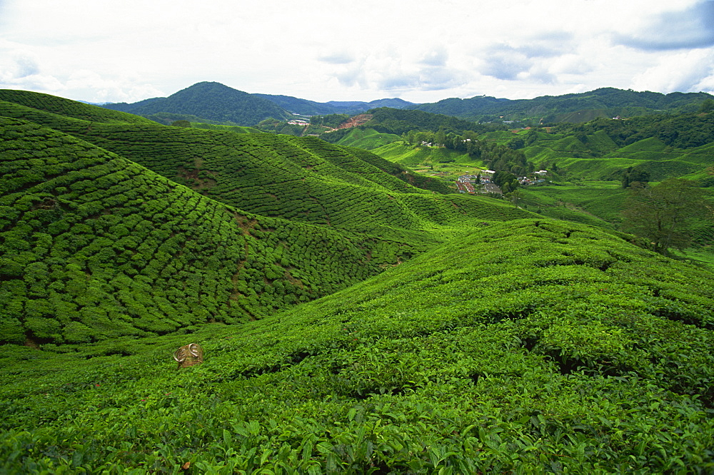 Tea at the Sungai Palas Estate, Cameron Highland, Perak Province, Malaysia, Southeast Asia, Asia