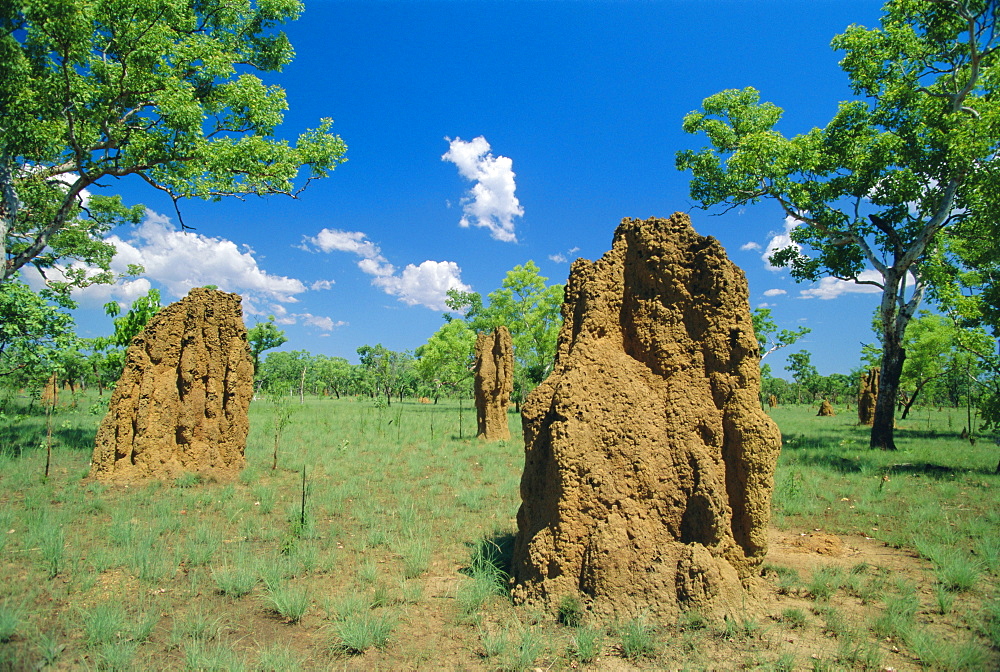 Termite mounds, Kakadu National Park, Northern Territories, Australia