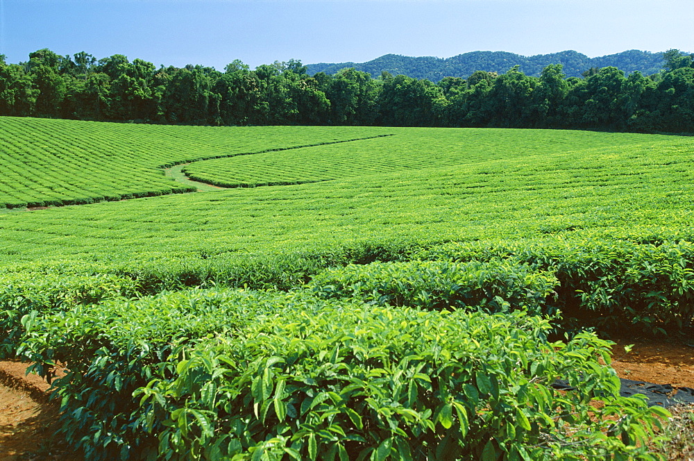 Tea plantation by the Palmerston Highway, near Nerada, Atherton Tableland, Queensland, Australia, Pacific