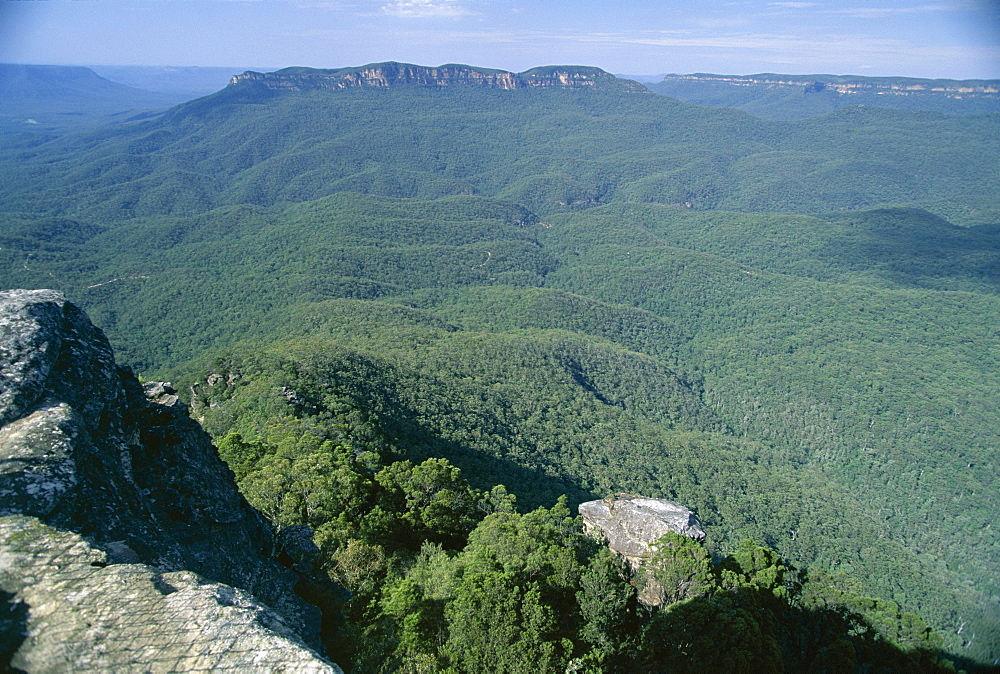 Eucalyptus oil haze causes the blueness above the dense gum tree forest in the Jamison Valley in the Blue Mountains National Park, UNESCO World Heritage Site, south of Katoomba, New South Wales (N.S.W.), Australia, Pacific