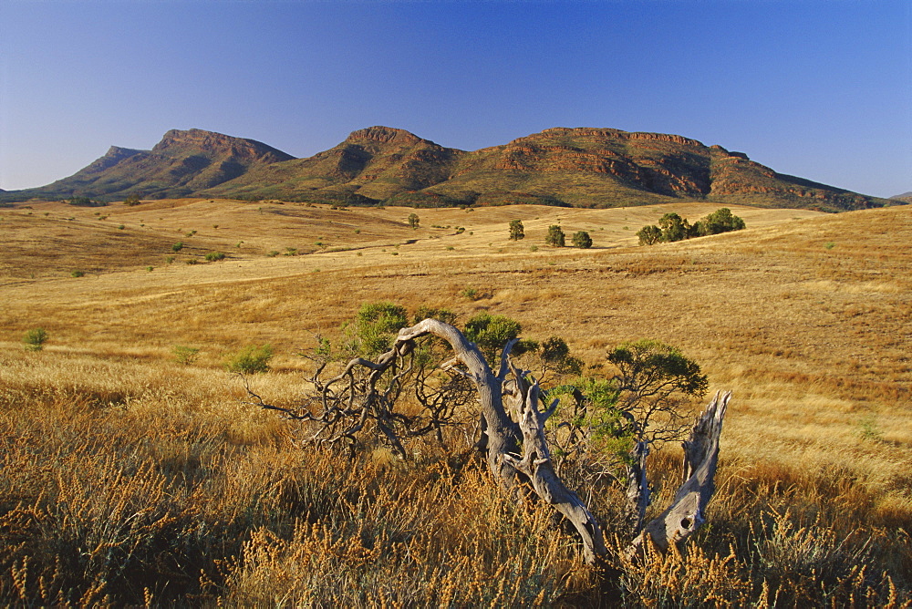 Gnarled tree and east escarpment of Wilpena Pound, a huge natural basin in the Flinders Ranges National Park, South Australia, Australia