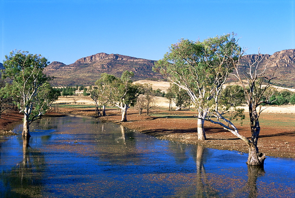 Gum trees in a billabong at Rawnsley, and southwest escarpment of Wilpena Pound, Flinders Ranges National Park, South Australia, Australia, Pacific