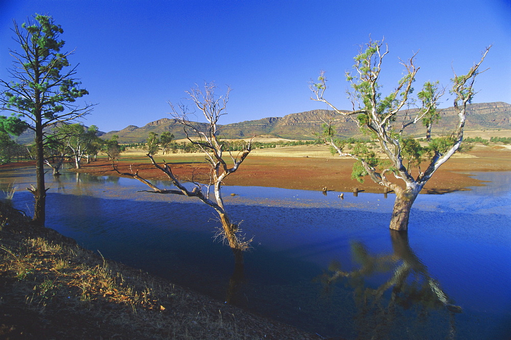 Gum trees in a billabong at Rawnsley and the southwest escarpment of Wilpena Pound, the huge natural basin in the Flinders Ranges National Park, South Australia, Australia