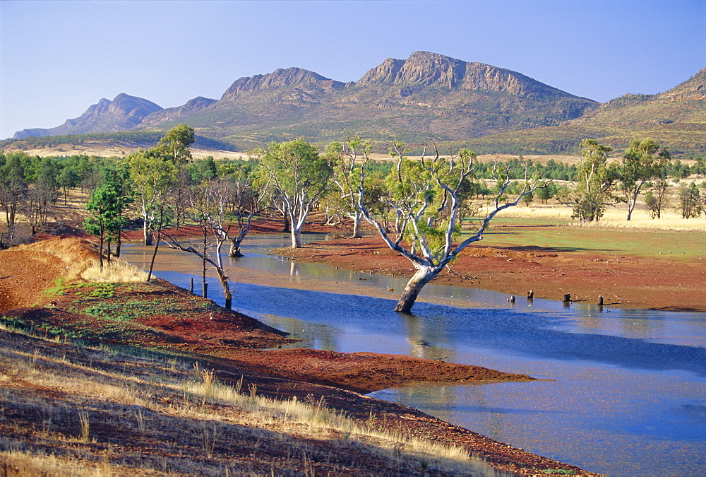 Gum trees in a billabong, Flinders Range National Park, South Australia, Australia