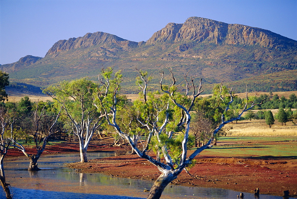 Gum trees in a billabong at Rawnsley and the south west escarpment of Wilpena Pound, a huge natural basin, Flinders Ranges National Park, South Australia, Australia