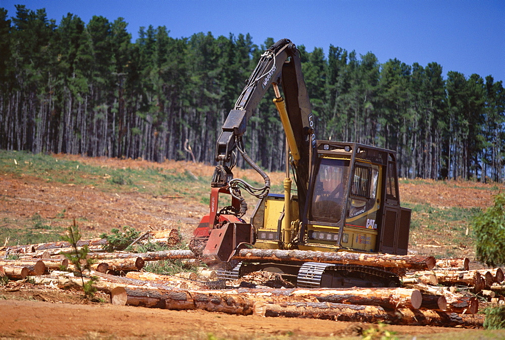 Logging machinery at fir tree plantation by the Princes Highway, northwest of Gambier, South Australia, Australia, Pacific