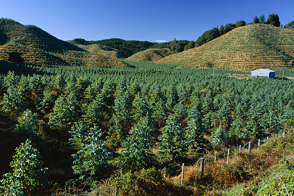 Tree plantation north of Rotorua in the Bay of Plenty region, North Island, New Zealand, Pacific