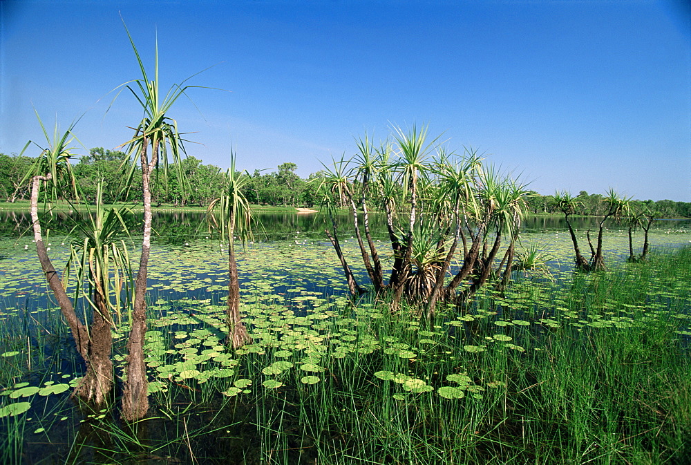 Lily pads and small palms in Annaburroo billabong at the Mary River Crossing near the Arnhem Highway between Darwin and Kakadu, The Top End, Northern Territory, Australia, Pacific