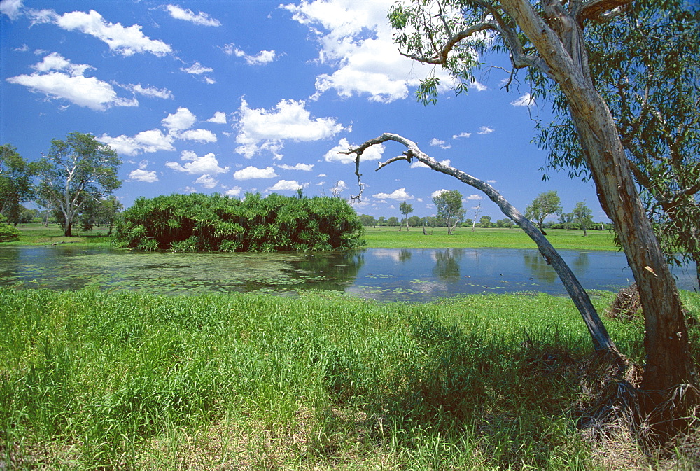 The Yellow Water wetlands on floodplain of the Alligator River, Kakadu National Park, UNESCO World Heritage Site, Northern Territory, Australia, Pacific