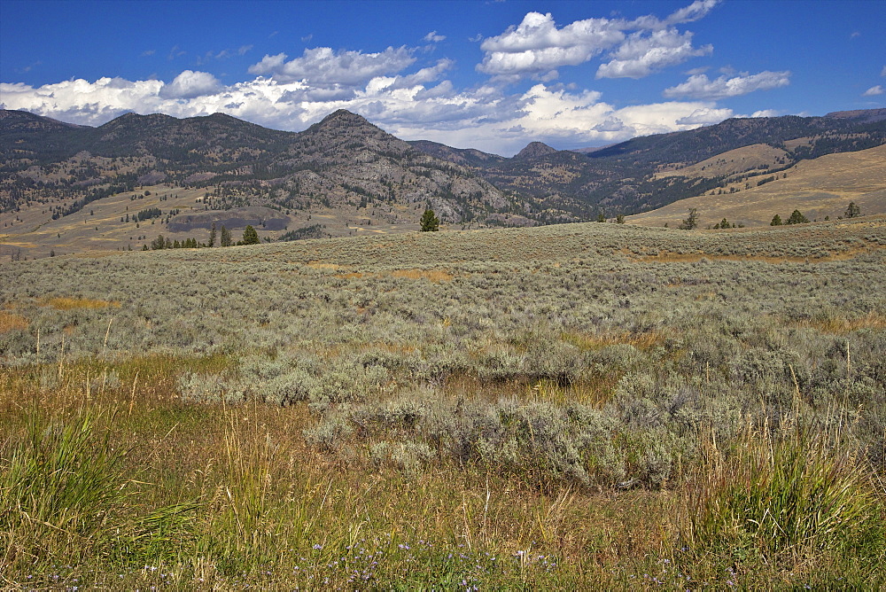 Landscape in Northern Yellowstone from Grand Loop Road, Yellowstone National Park, UNESCO World Heritage Site, Wyoming, United States of America, North America 