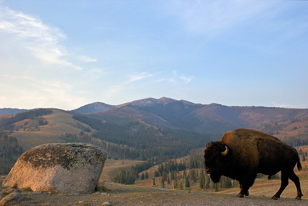 Bison and Mount Washburn in early morning light, Yellowstone National Park, UNESCO World Heritage Site, Wyoming, United States of America, North America 