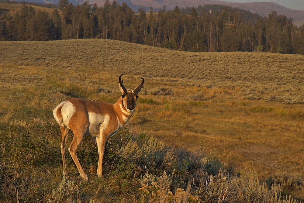 Pronghorn buck (Antilocapra americana), Lamar Valley, Yellowstone National Park, UNESCO World Heritage Site, Wyoming, United States of America, North America 