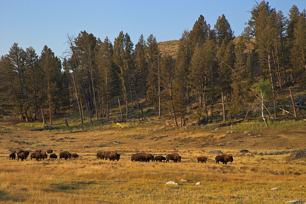 Bison herd in early morning sun, Lamar Valley, Yellowstone National Park, UNESCO World Heritage Site, Wyoming, United States of America, North America 