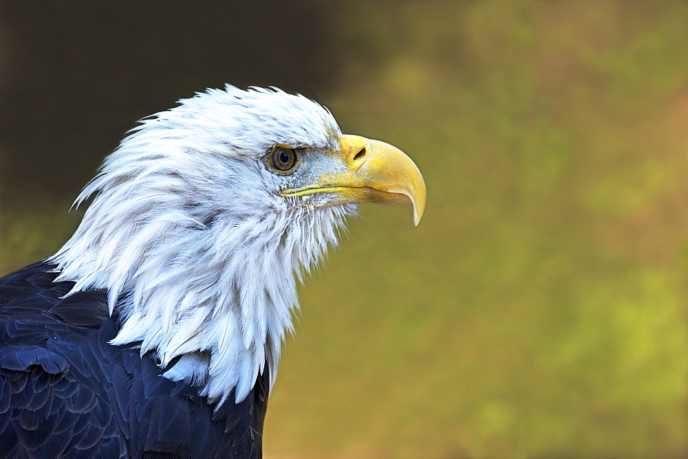 Captive bald eagle (Haliaeetus leucocephalus), Grizzly and Wolf Discovery Centre, West Yellowstone, Montana, United States of America, North America