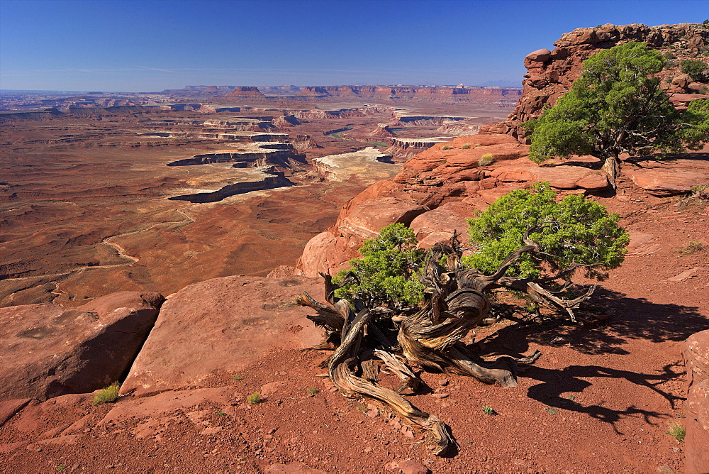 Green River Overlook, Canyonlands National Park, Utah, United States of America, North America 