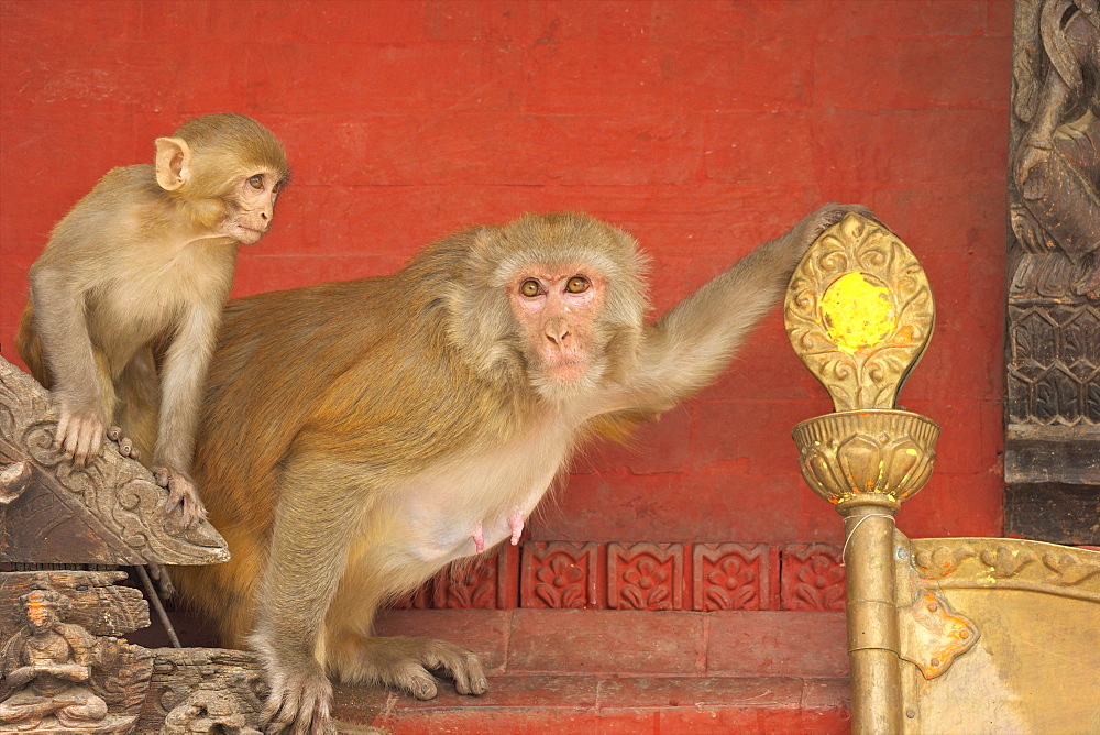 Rhesus Macaque monkey mother and baby on ancient shrine, Swayambhunath Stupa (Monkey Temple), Kathmandu, Nepal, Asia 