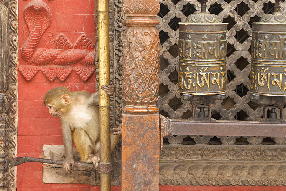 Rhesus Macaque monkey baby on ancient shrine, Swayambhunath Stupa (Monkey Temple), UNESCO World Heritage Site, Kathmandu,  Nepal, Asia 