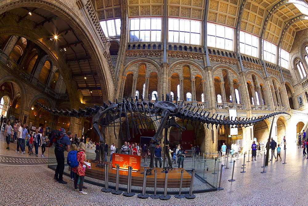 Diplodocus dinosaur, Central Hall, Natural History Museum, South Kensington, London, England, United Kingdom, Europe