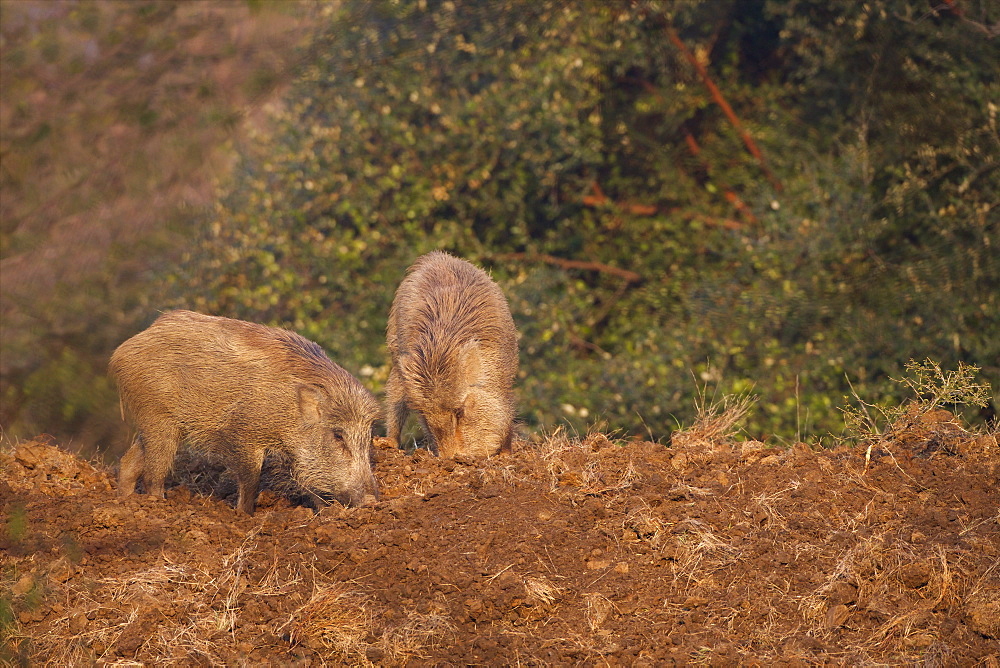 Indian Wild Boar (Sus scrofa cristatus), Ranthambore National Park, Rajasthan, India, Asia