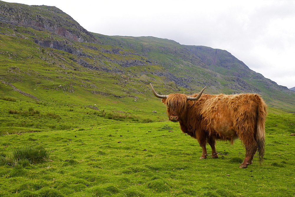 Highland cow, Kirkstone Pass, Lake District National Park, Cumbria, England, United Kingdom, Europe