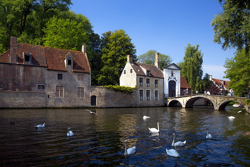 Mute swans (Cygnus olor), at the Minnewater Lake and Begijnhof Bridge with entrance to Beguinage, Bruges, Belgium, Europe