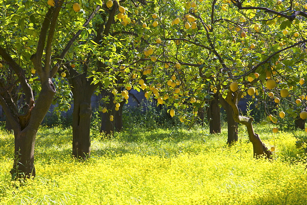 Lemons growing on trees in grove, Sorrento, Campania, Italy, Europe