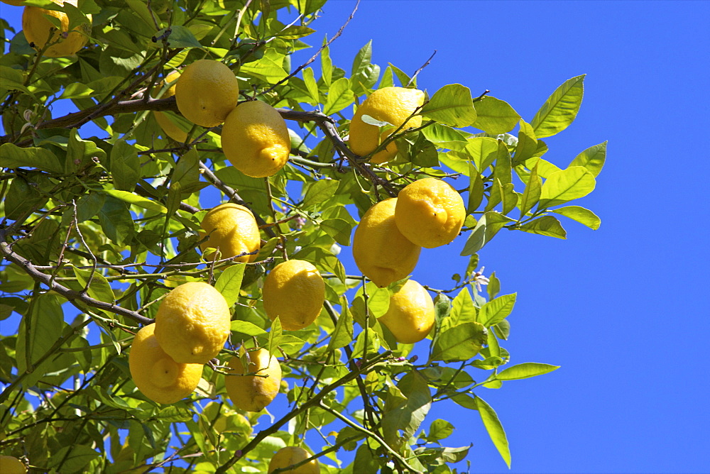 Lemons growing on tree in grove, Sorrento, Campania, Italy, Europe