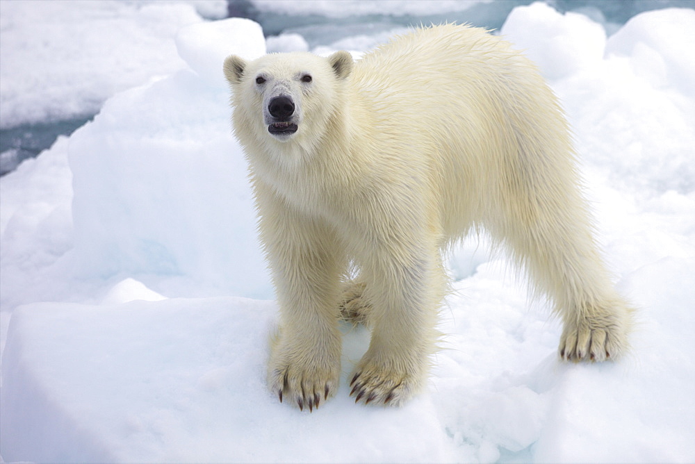 Polar bear on sea ice off coast of Spitzbergen, Svalbard, Arctic Norway, Scandinavia, Europe