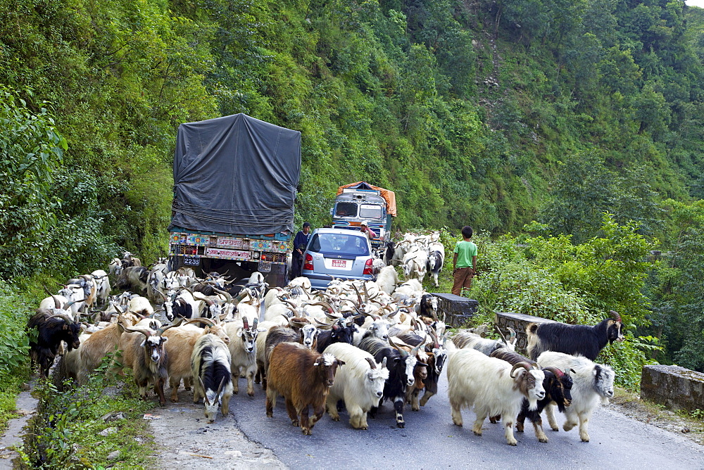 Mongolian goats travelling overland causing traffic jam on Himalayan road between Pokhara and Nayapul, Nepal, Asia