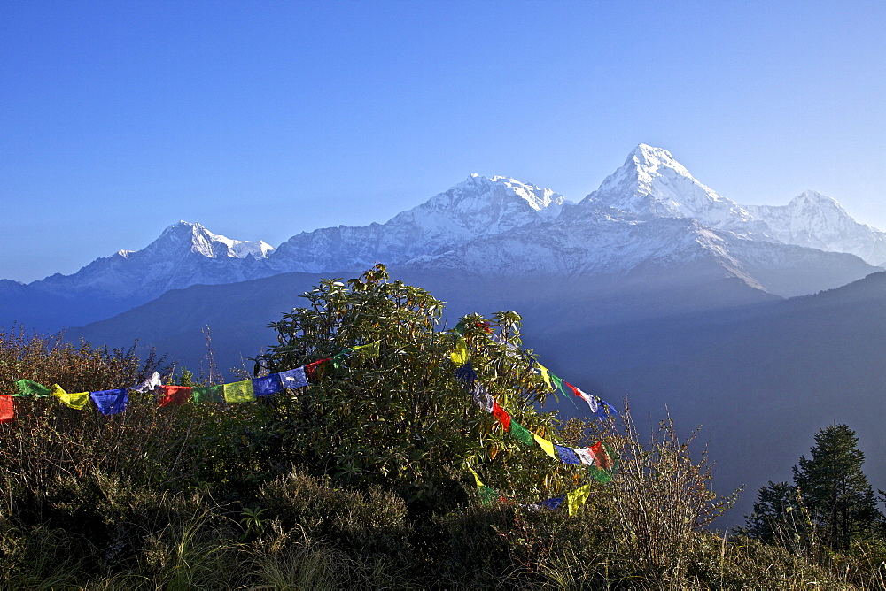 View of Annapurna I and Annapurna South from Poon Hill at dawn, with Buddhist prayer flags, Annapurna Sanctuary Region, Himalayas, Nepal, Asia