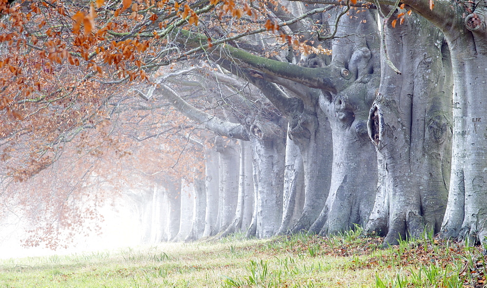 Beech avenue, Kingston Lacy, Dorset, England, United Kingdom, Europe