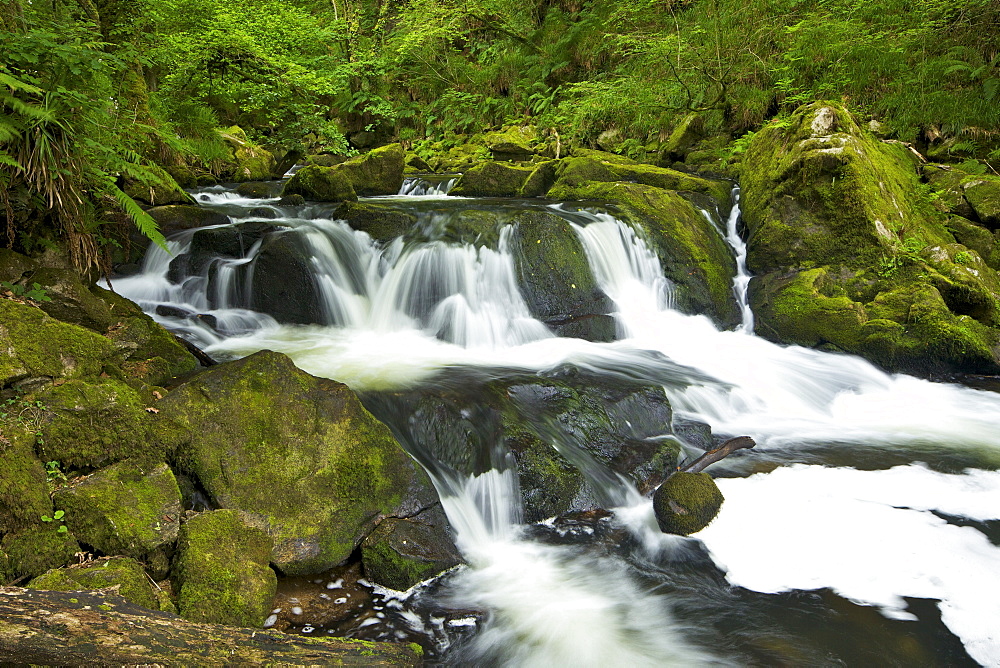 River Fowey at Golitha Falls National Nature Reserve, sessile oak woodland, Bodmin Moor, Cornwall, England, United Kingdom, Europe