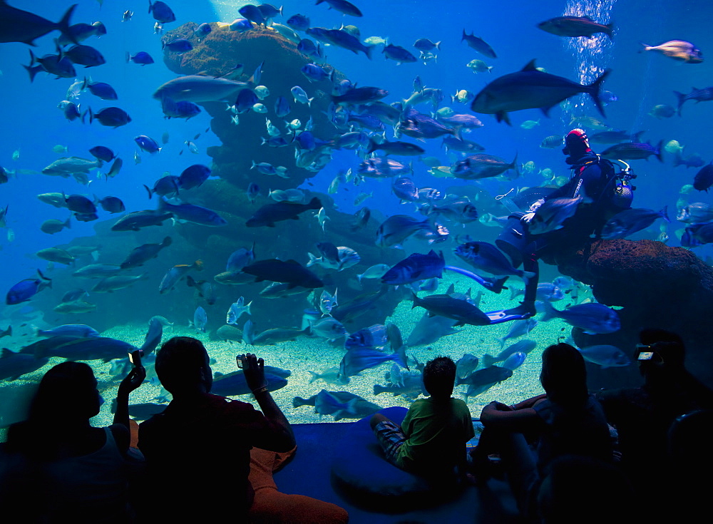 Palma Aquarium interior with diver feeding fish and sharks, Playa de Palma, Majorca, Balearic Islands, Spain, Europe