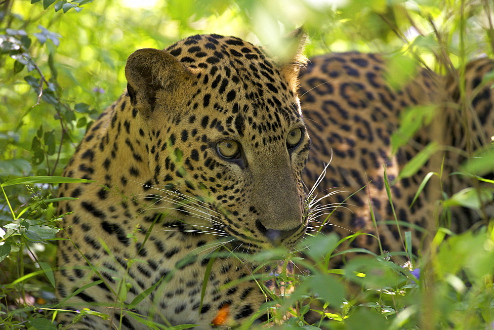 Leopard (panthera pardus) resting in thick undergrowth, Yala National Park, Sri Lanka, Asia