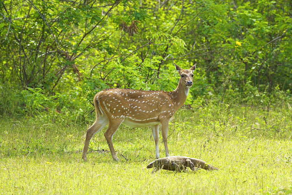 Ceylon spotted deer hind and Land monitor lizard, Yala National Park, Sri Lanka, Asia