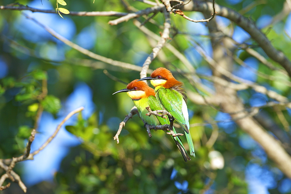 Chestnut-headed bee-eater (merops leschanaulti), Yala National Park, Sri Lanka, Asia