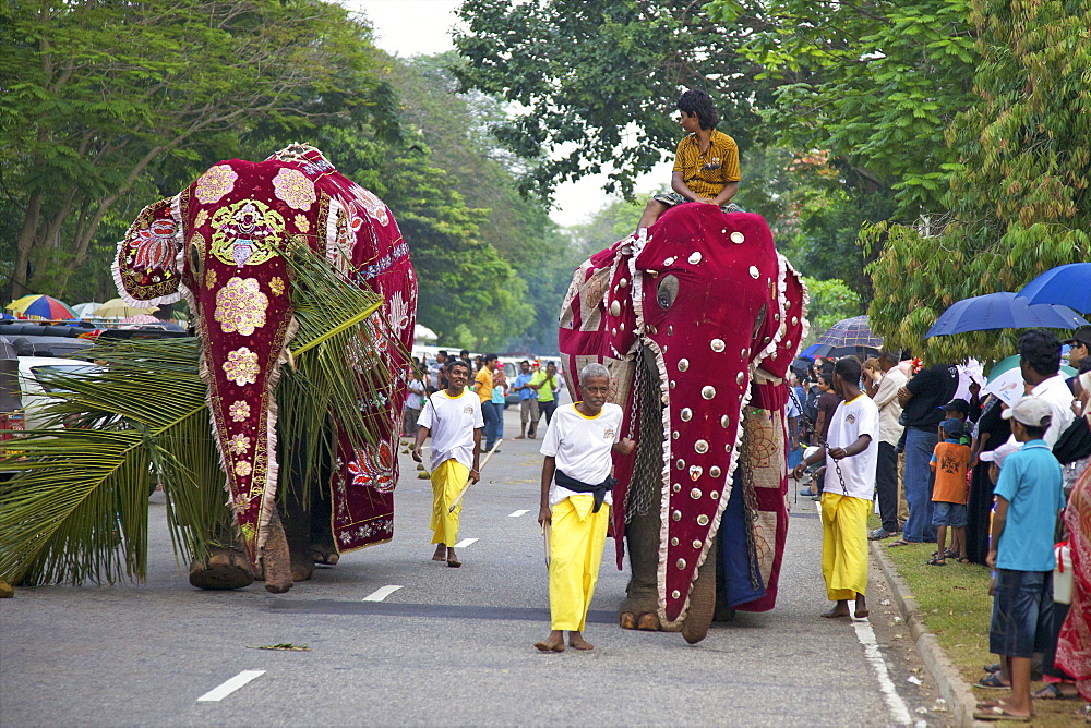 Captive Asiatic elephants (Elephas maximus maximus) preparing for the Navam Maha Perahera, Victoria Park, Colombo, Sri Lanka, Asia