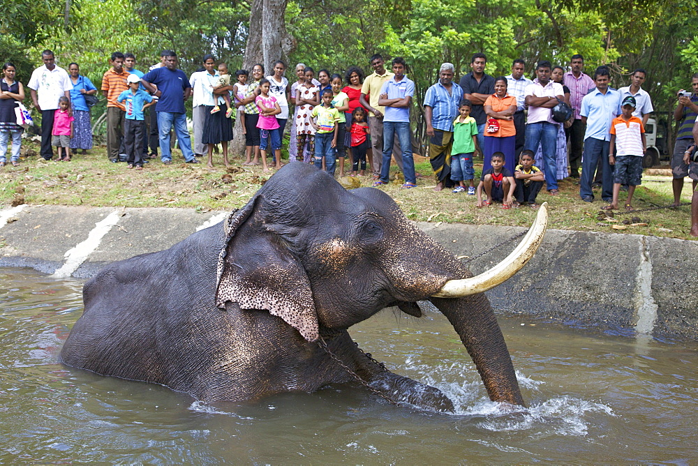 Captive Asiatic elephant (Elephas maximus maximus) in Colombo prior to the Perahera, Victoria Park, Colombo, Sri Lanka, Asia