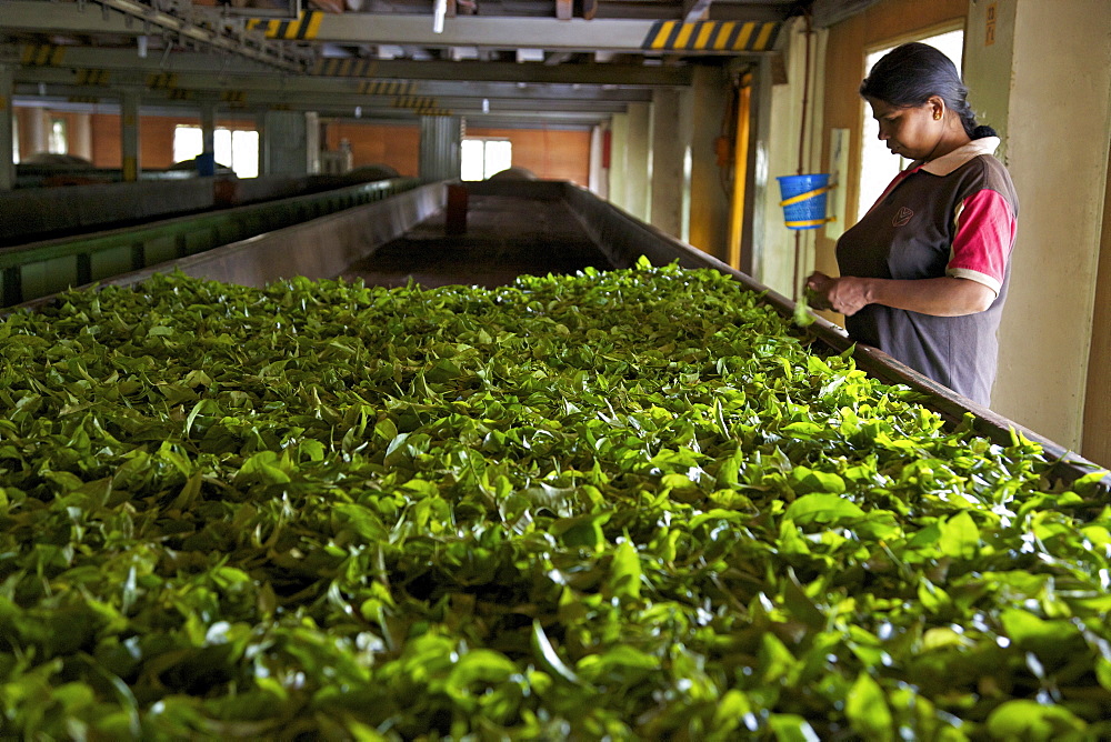 Woman drying tea leaves at Geragama Tea Estate, near Kandy, Sri Lanka, Asia