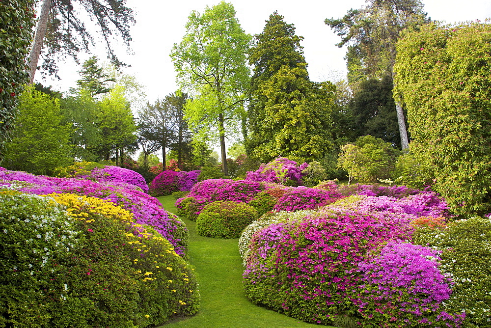 Azaleas in spring bloom, gardens of Villa Carlotta, Tremezzo, Lake Como, Lombardy, Italian Lakes, Italy, Europe