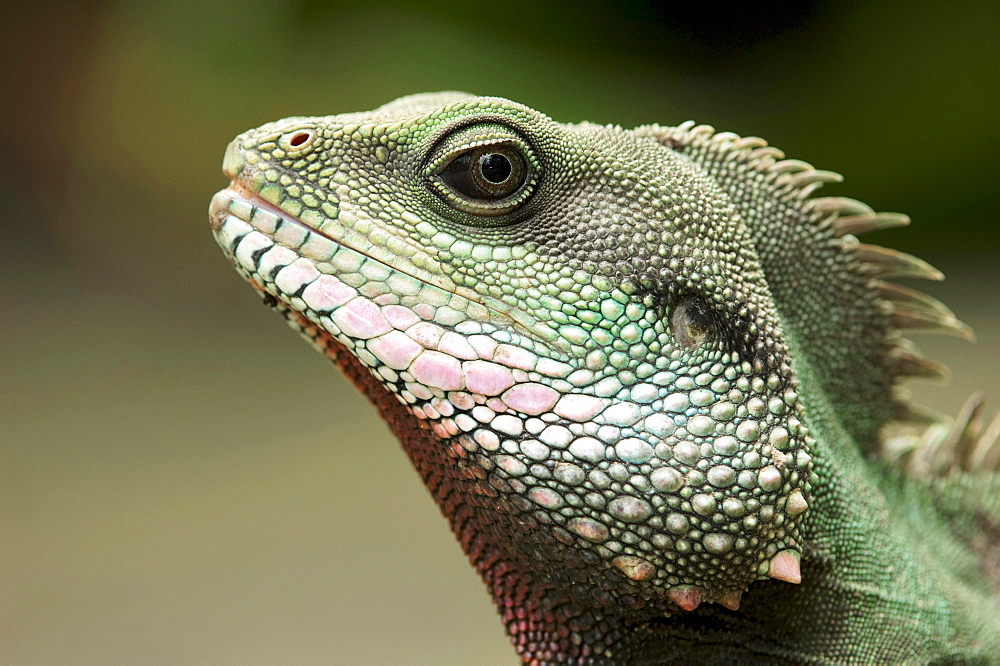 Green Water Dragon (Physignathus cocincinus)