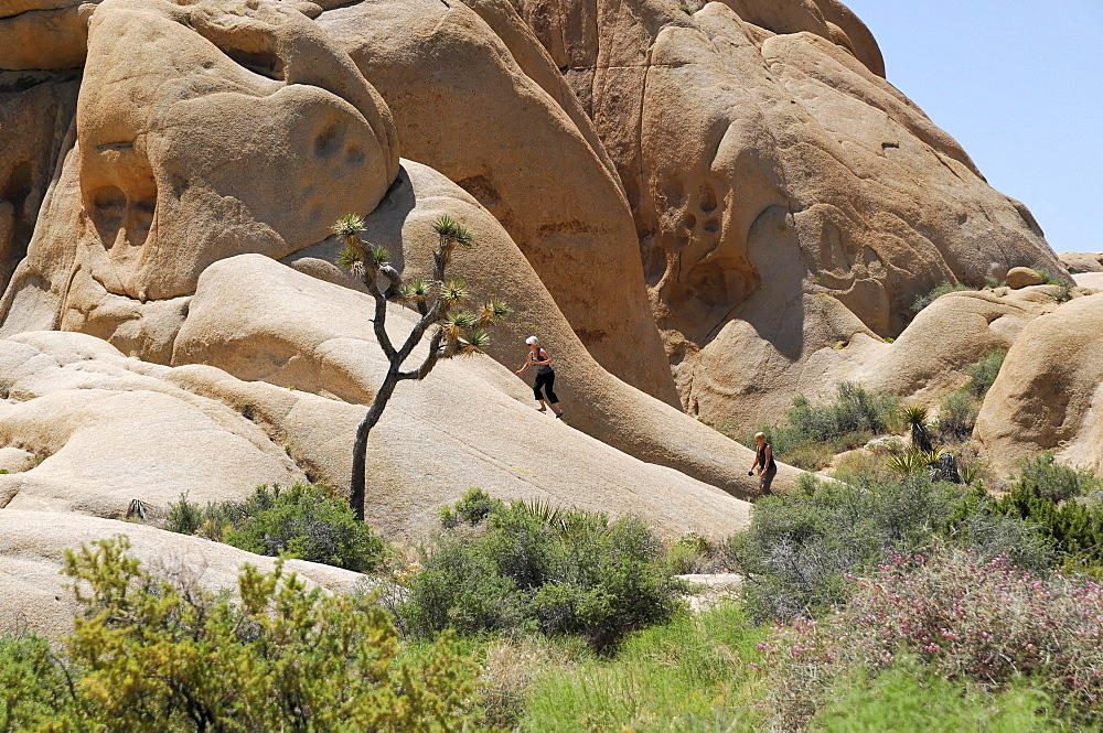 Yucca Palm or Joshua Tree (Yucca brevifolia) in front of monzogranite formations, Joshua Tree National Park, Palm Desert, Southern California, USA