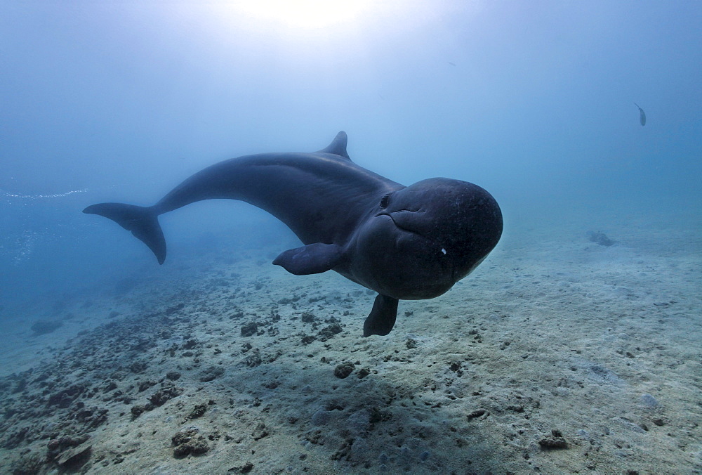 False Killer Whale (Pseudorca crassidens), swimming above sandy sea bed, Subic Bay, Luzon, Philippines, South China Sea, Pacific