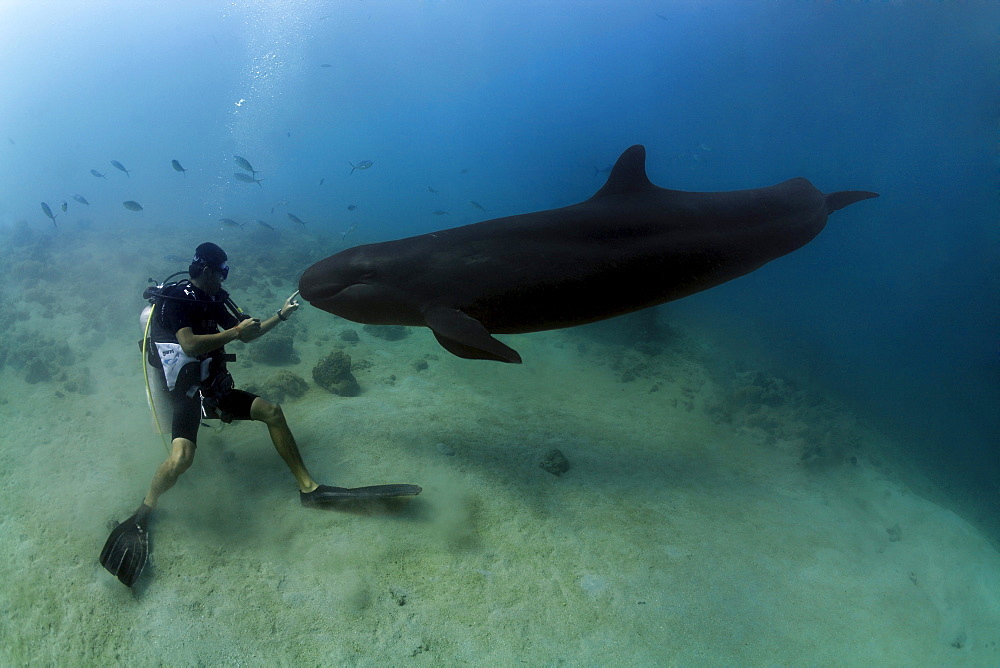 Scuba diver touching False Killer Whale (Pseudorca crassidens), Subic Bay, Luzon, Philippines, South China Sea, Pacific